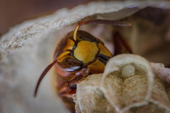 スズメバチの巣の駆除イメージ画像