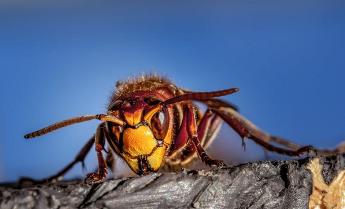 スズメバチの恐ろしい表情のイメージ画像